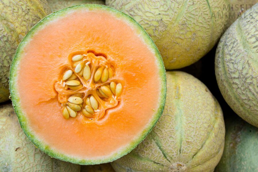 Can Dogs Eat Honeydew Melon Rind