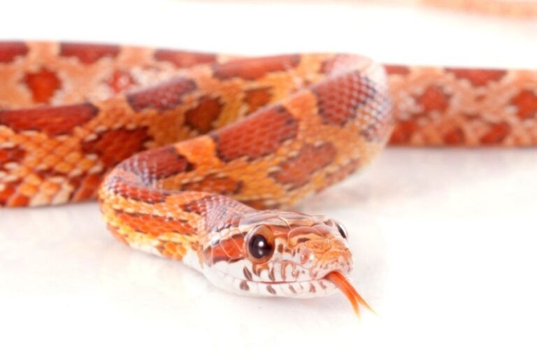 Animals With Scales 17 Animals That Have Scales