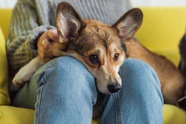 Can Humans Get Fleas From Dogs? Symptoms & What To Do