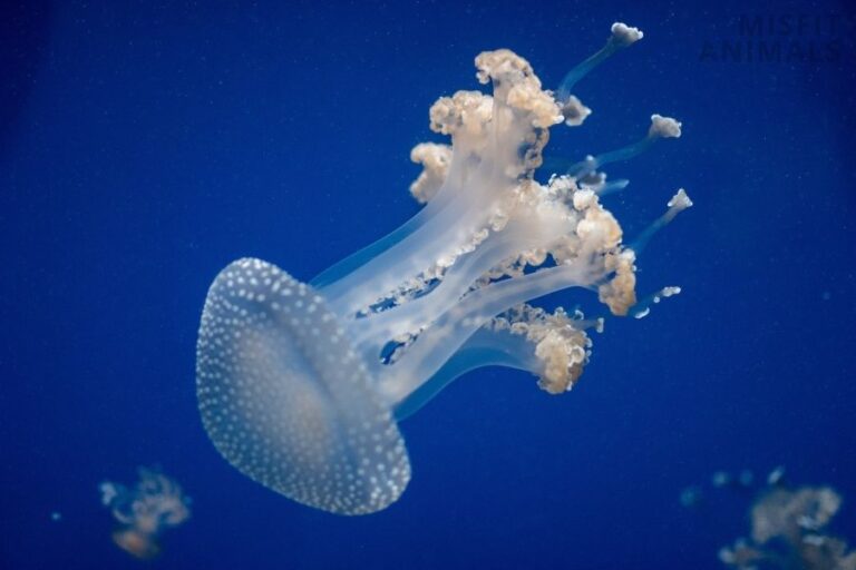 Do Sea Turtles Eat Jellyfish? How They Avoid Getting Stung