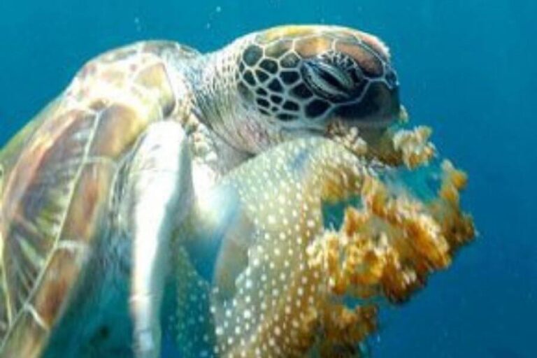 Do Sea Turtles Eat Jellyfish? How They Avoid Getting Stung