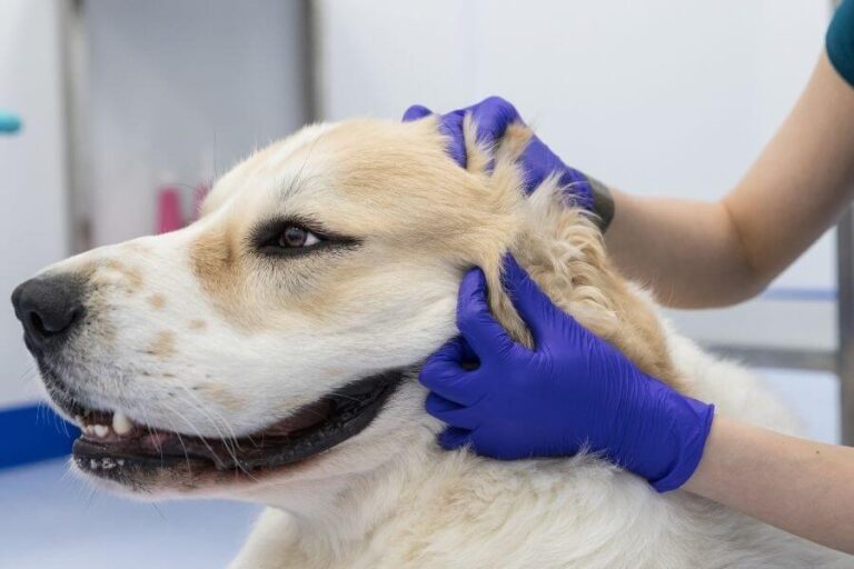 My Dog Walks In Circles And Is Disoriented What To Do