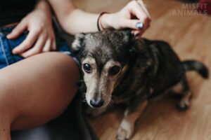 Dog Shaking and Clingy