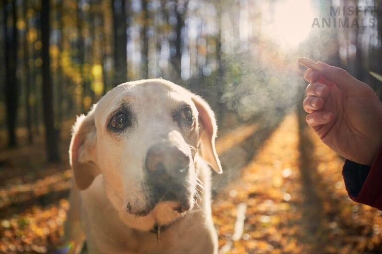 Why Is My Old Dog Whining For No Apparent Reason? 5 Causes