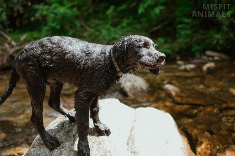Dog’s Leg Shaking Causes And Treatments (Back & Front Legs)