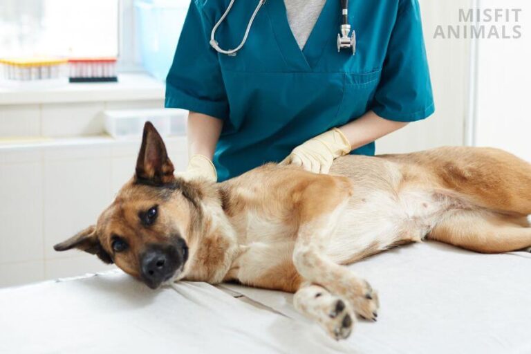 Ehrlichia In Dogs Is It Dangerous? (What You Need To Know)