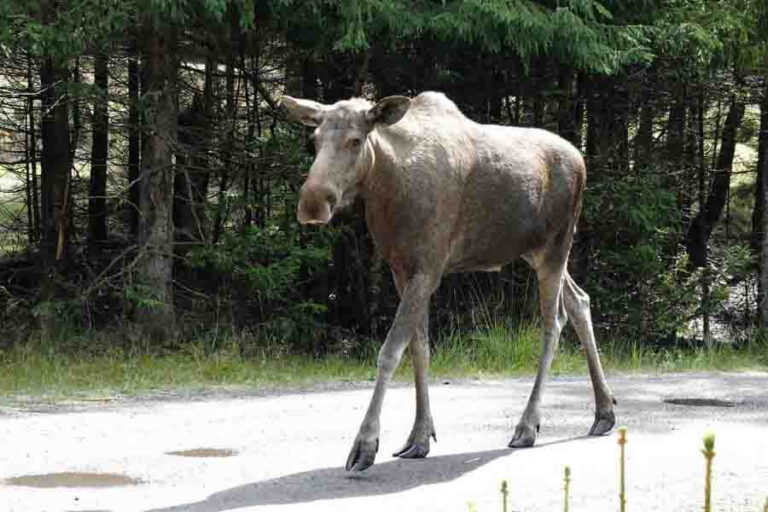 10 Animals That Chew Cud (List Of CudChewing Animals)