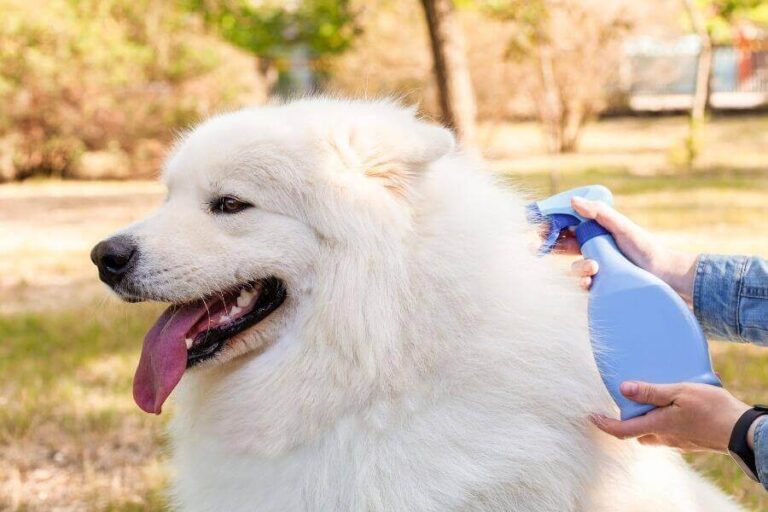 Garlic For Fleas On Dogs Is Garlic Effective Against Fleas?