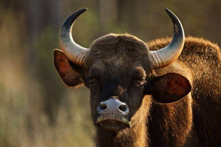 10 Animals That Chew Cud (List Of CudChewing Animals)