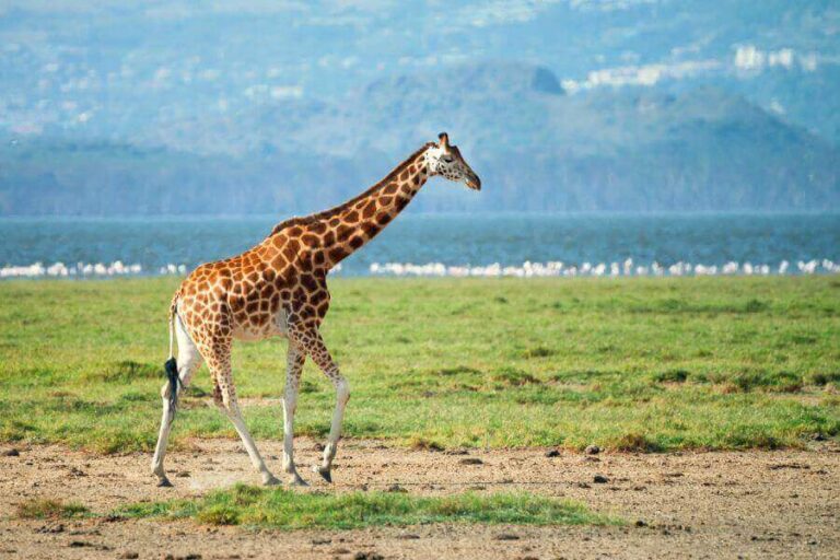 List Of Quiet Animals 13 Most Silent Animals In The World