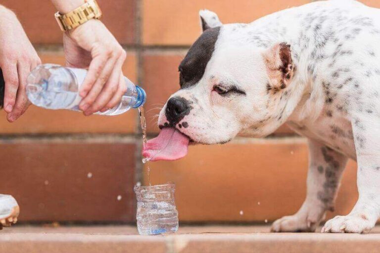 How To Cool Down A Dog? 5 Ways To Cool Panting Dogs