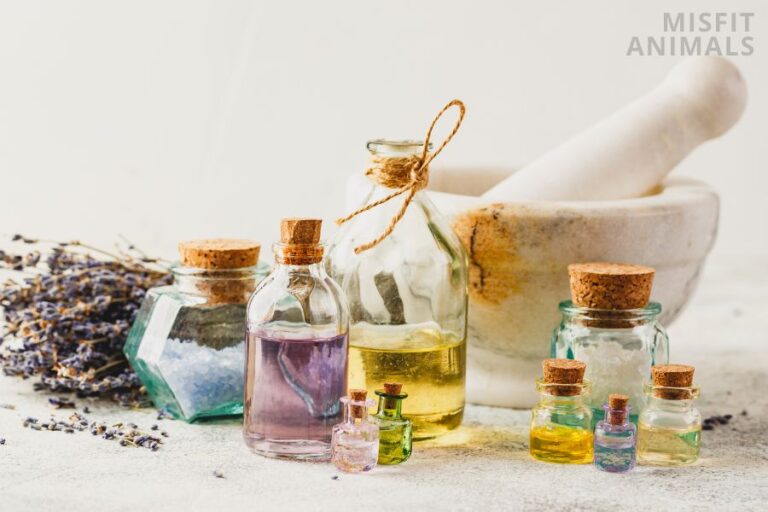 7 Best Home Remedies For Ticks On Dogs (Home Tick Removal)