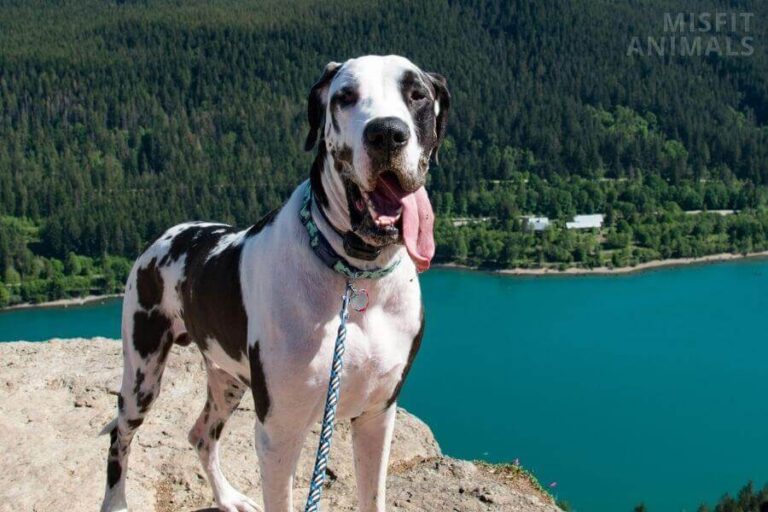 How Does Panting Cool A Dog? Misfit Animals