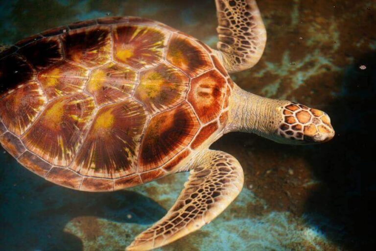 How Do Sea Turtles Sleep? The Way Of Underwater Sleeping