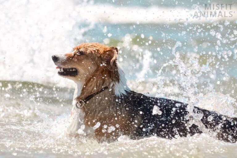 How To Cool Down A Dog? 5 Ways To Cool Panting Dogs