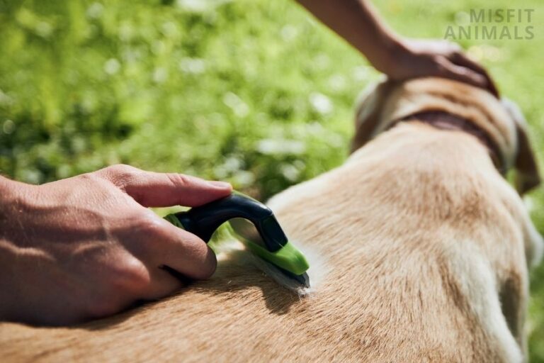 Snapshot of How To Get Rid Of Fleas On Dogs Fast