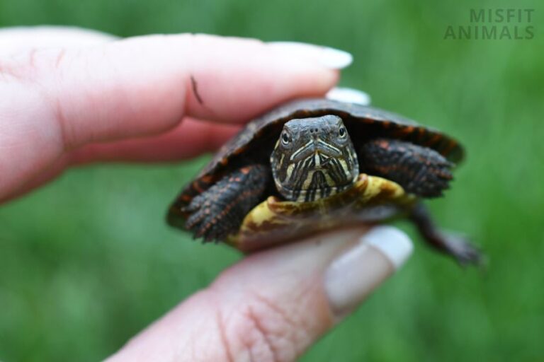 How To Take Care Of A Painted Turtle (Tank, Diet, And Care)