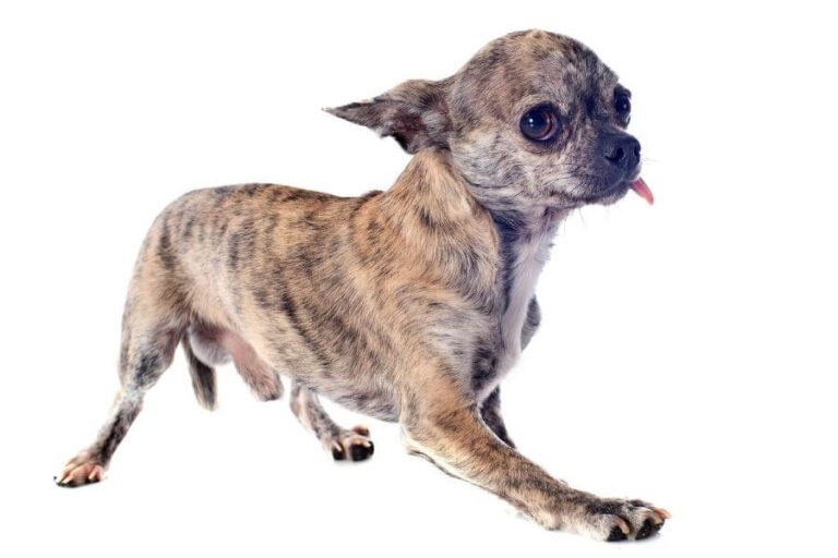 Dog’s Leg Shaking Causes And Treatments (Back & Front Legs)