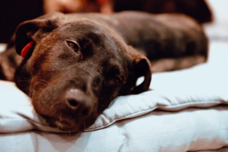 My Dog Keeps Yelping In Pain Randomly Causes & Treatment