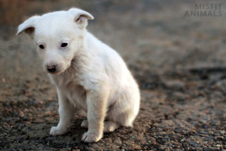 6-reasons-why-your-new-puppy-is-shaking-how-to-stop-it
