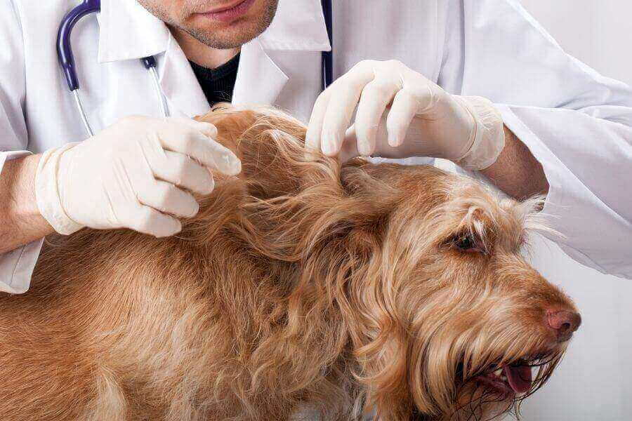 Manual Check for Fleas