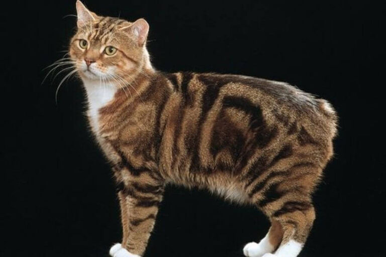 9 Interesting Animals Without Tails Misfit Animals