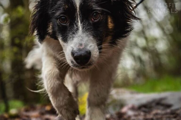 Why Is My Dog Limping After Laying Down (5 Reasons)