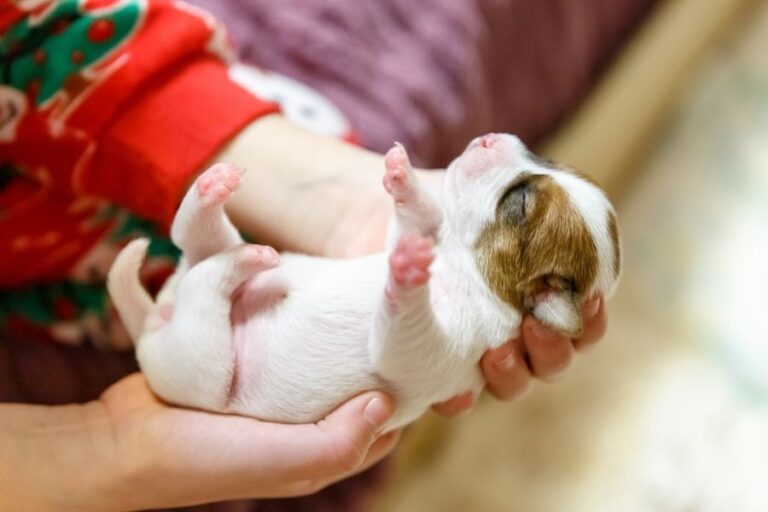 Why Is My Newborn Puppy Crying? 5 Causes & Solutions