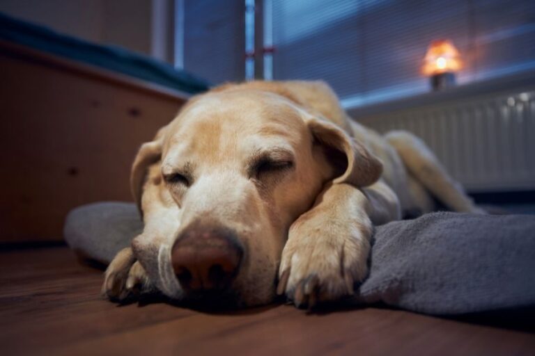 Why Is My Dog Panting At Night? 14 Common Reasons
