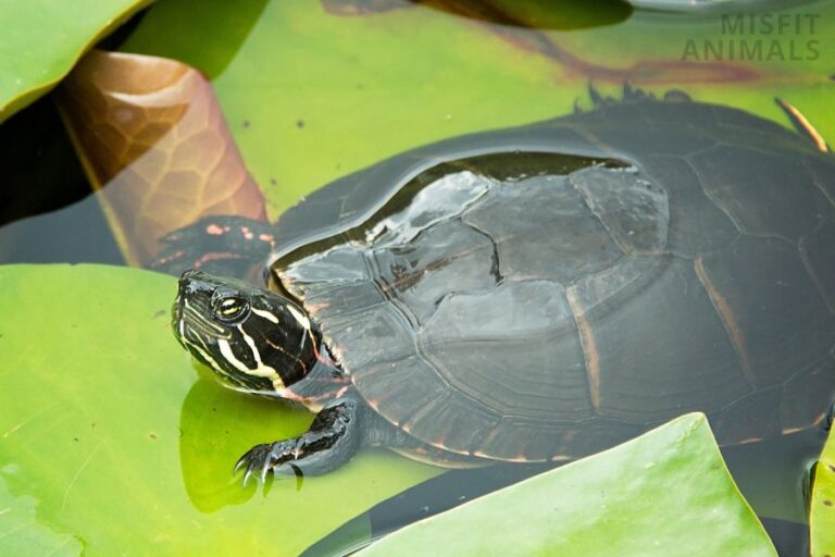 Painted Turtle Tank Setup Size, Lighting, Temp & More