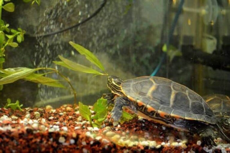 Painted Turtle Tank Setup Size, Lighting, Temp & More