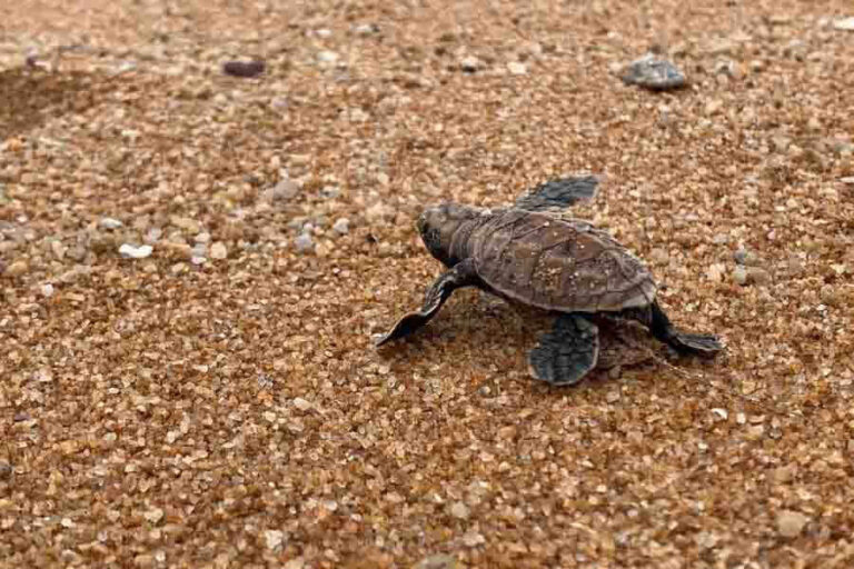 Can Sea Turtles Go In Their Shell? Predator Protection