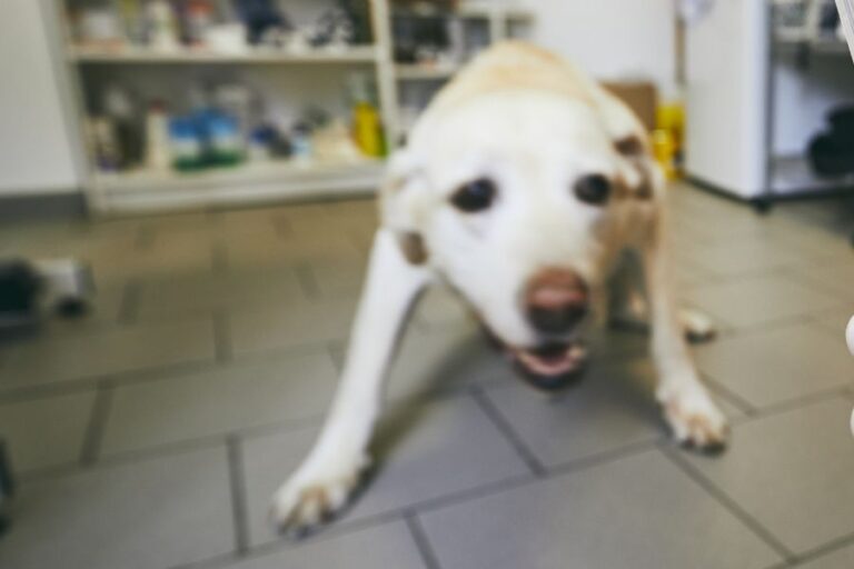 Dog’s Leg Shaking Causes And Treatments (Back & Front Legs)