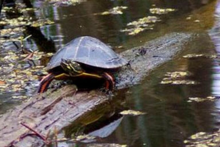 Southern Painted Turtle (Chrysemys Dorsalis) Species Info