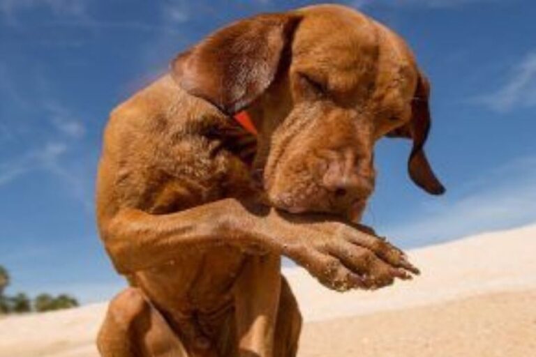 Why Is My Dog Limping And Licking Its Paw? (5 Reasons)