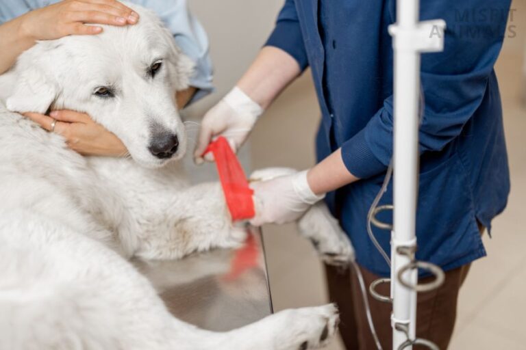 Dog Shaking After Shots What You Need To Know