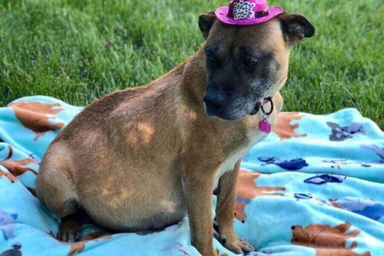 Why Is My Pregnant Dog Whining? Causes & Solutions