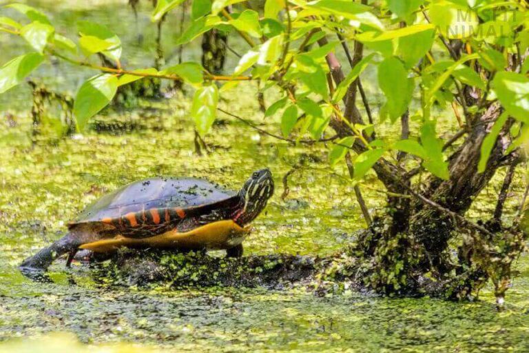 What Do Painted Turtles Eat? (Guide To Painted Turtle Diet)