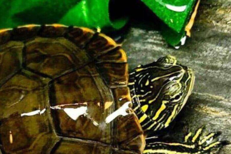 What Do Painted Turtles Eat? (Guide To Painted Turtle Diet)