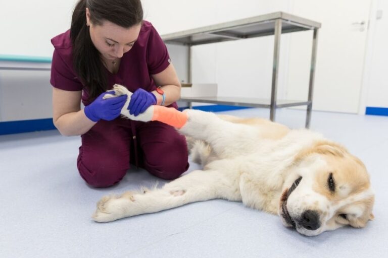 Why Your Dog Is Limping With A Swollen Paw Misfit Animals