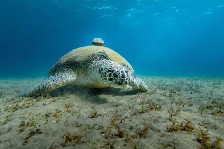 How Do Sea Turtles Sleep? The Way Of Underwater Sleeping