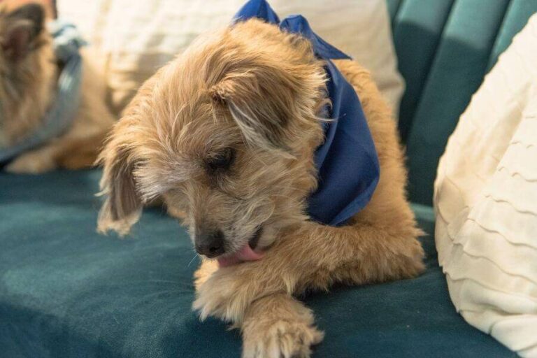 Why Is My Dog Limping And Licking Its Paw? (5 Reasons)