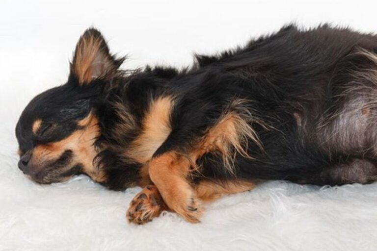 Why Is My Pregnant Dog Whining? Causes & Solutions