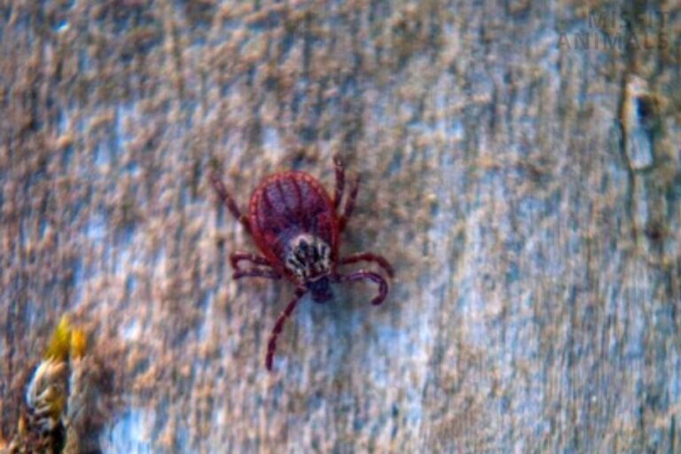 Wood Ticks On Dogs Everything You Need To Know