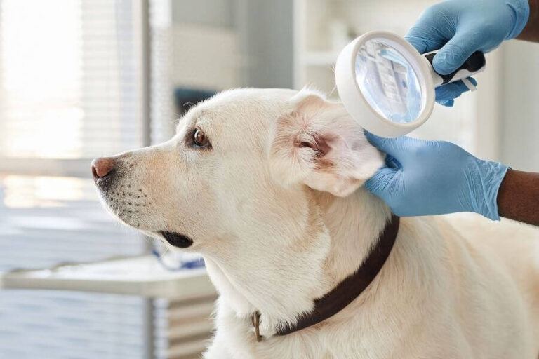 Dog Shaking Head Causes & Treatment For HeadShaking