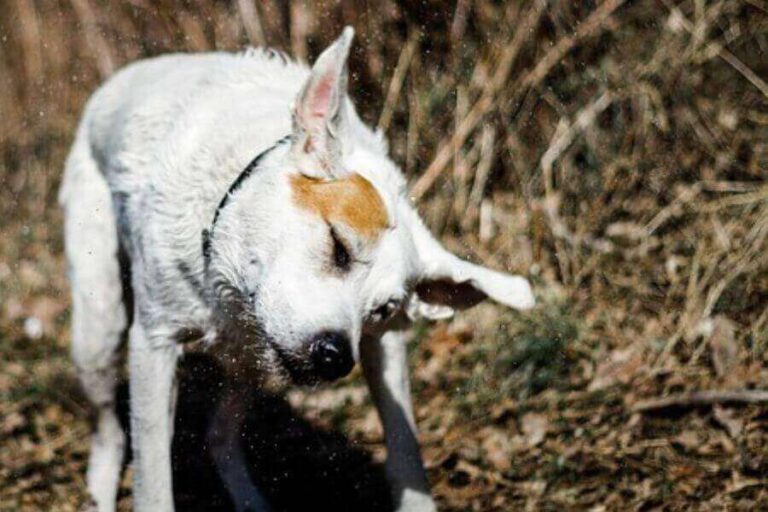 My Dog Is Shaking And Limping 5 Reasons Why & What It Means