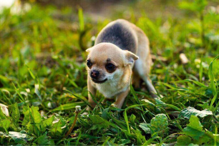Why Are My Puppy s Front Legs Shaking And What To Do 