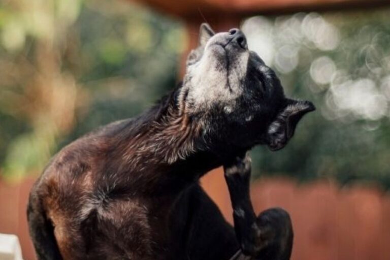 Dog Shaking Head Causes & Treatment For HeadShaking