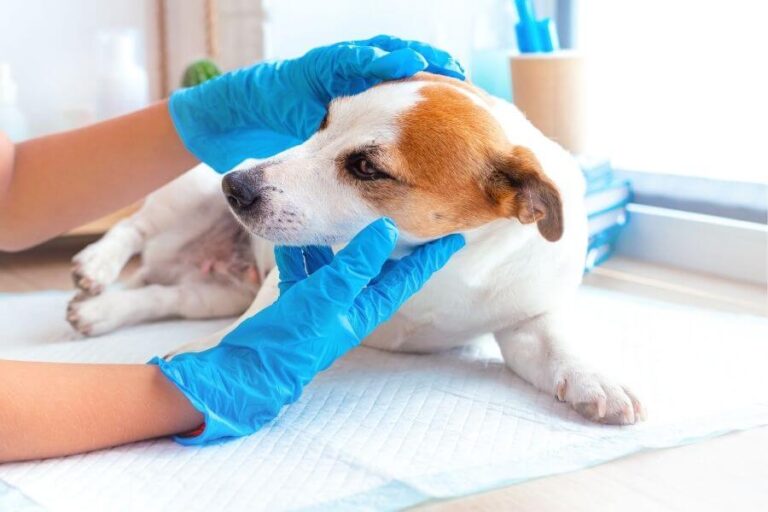 Dog Shaking Head Causes & Treatment For HeadShaking