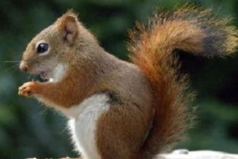 What Do Squirrels Eat? (And 5 Reasons Not To Feed Them)